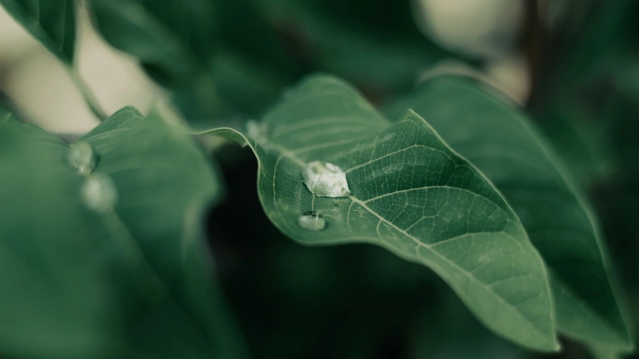 黄瓜视频丝高清视频体验的新选择